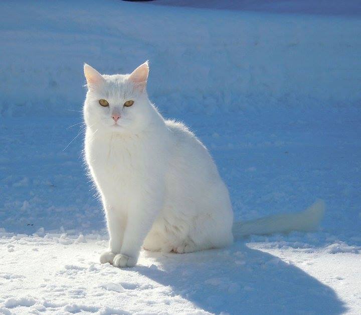 Veikko